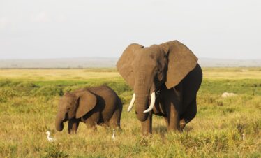 Selous, Ruaha (and Mikumi)