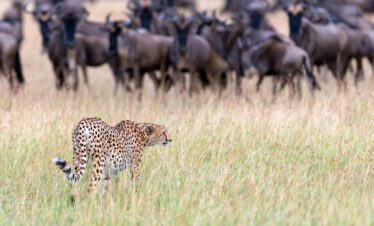 Southern Circuit: Selous (Nyerere NP), Ruaha.