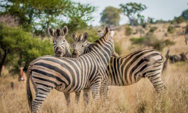AFRICAS WILDLIFE SAFARI GAME – Tanzania